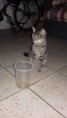 /album/felinos/aquiles-jpg/