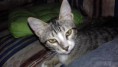 /album/felinos/ozzy-jpg/