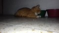 /album/felinos/paris-jpg/